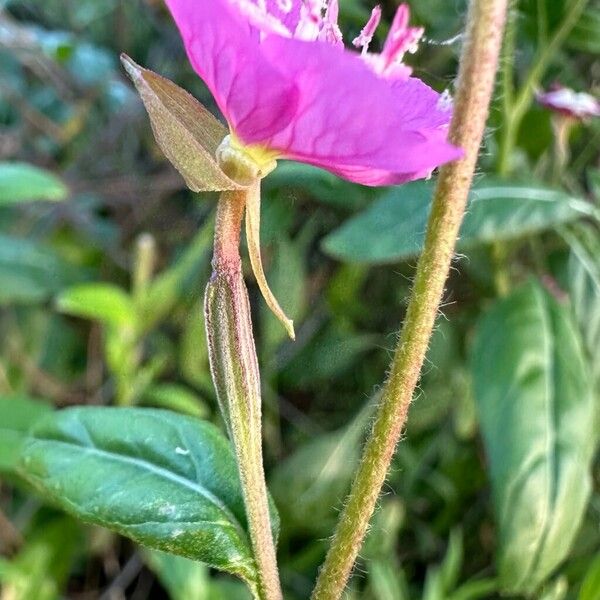 Oenothera rosea Flower