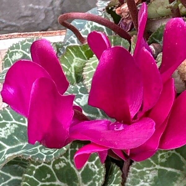 Cyclamen repandum Blomma