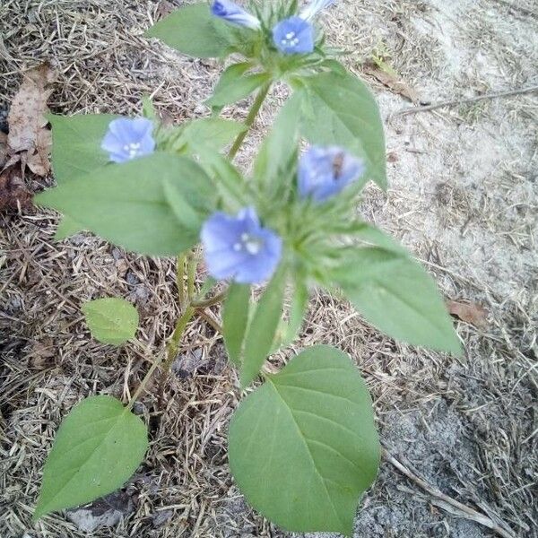 Jacquemontia tamnifolia Цвят