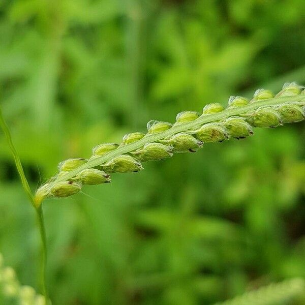 Paspalum dilatatum 果