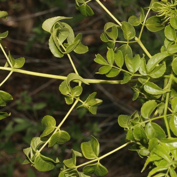 Aralia excelsa Leaf