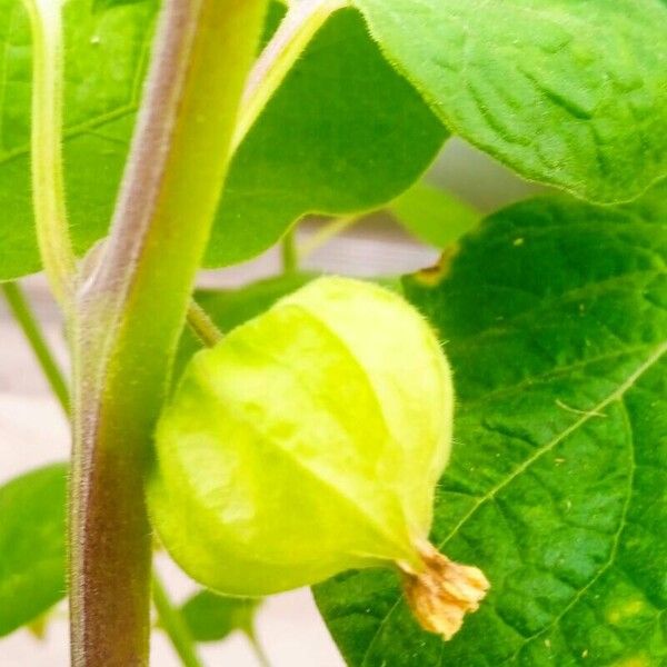 Physalis peruviana Fruit