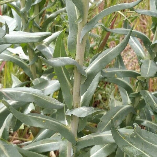 Isatis tinctoria Blatt