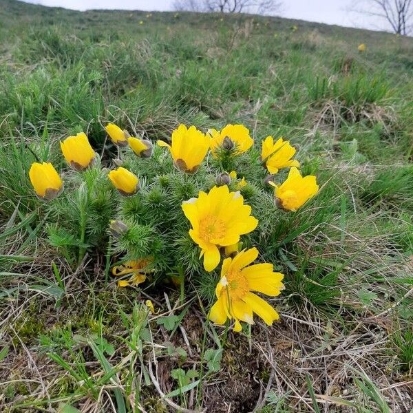 Adonis vernalis Flor