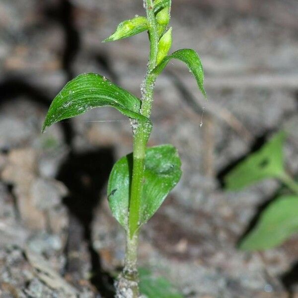 Epipactis albensis Blad