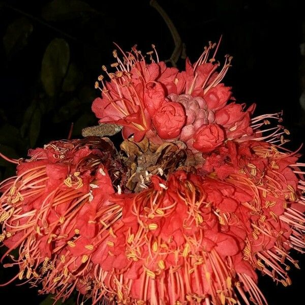 Brownea grandiceps ফুল