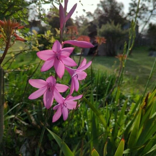 Watsonia borbonica Lorea