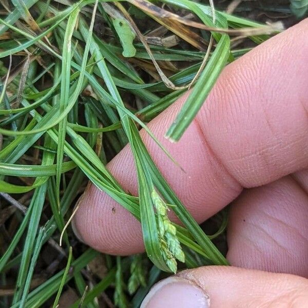 Carex planostachys Fiore