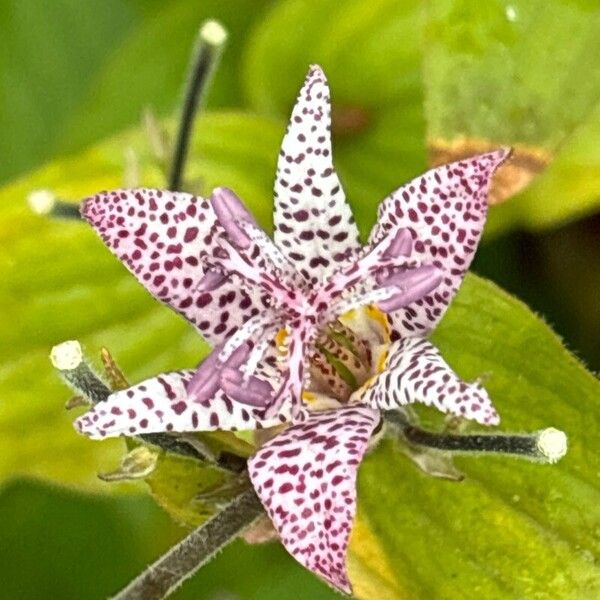 Tricyrtis hirta Flower