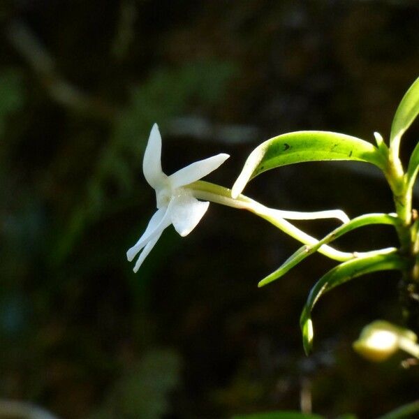 Angraecum ramosum Цветок