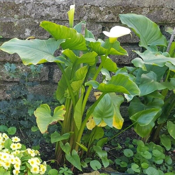 Zantedeschia aethiopica Flor