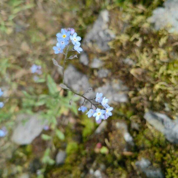 Myosotis arvensis Flor