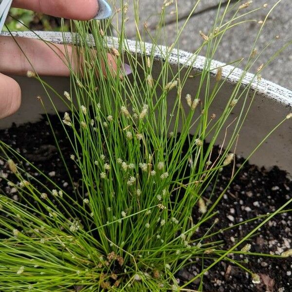 Isolepis cernua पत्ता