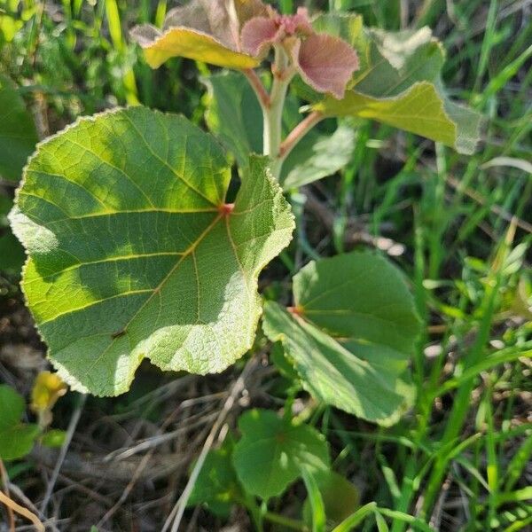 Dombeya rotundifolia Leaf