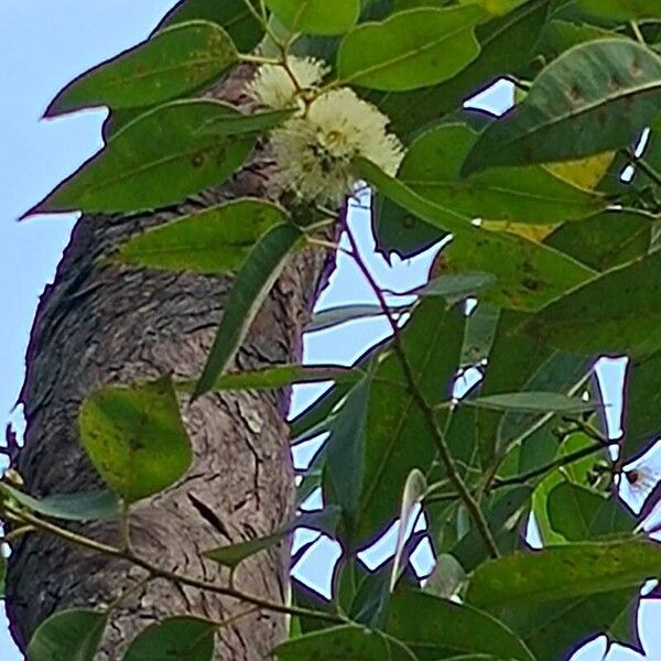 Eucalyptus robusta Blomst