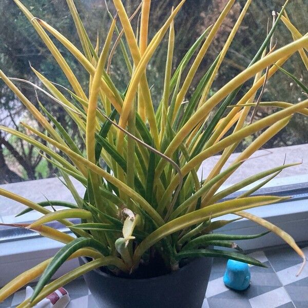 Dracaena stuckyi Ліст