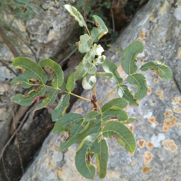 Pistacia terebinthus Hoja