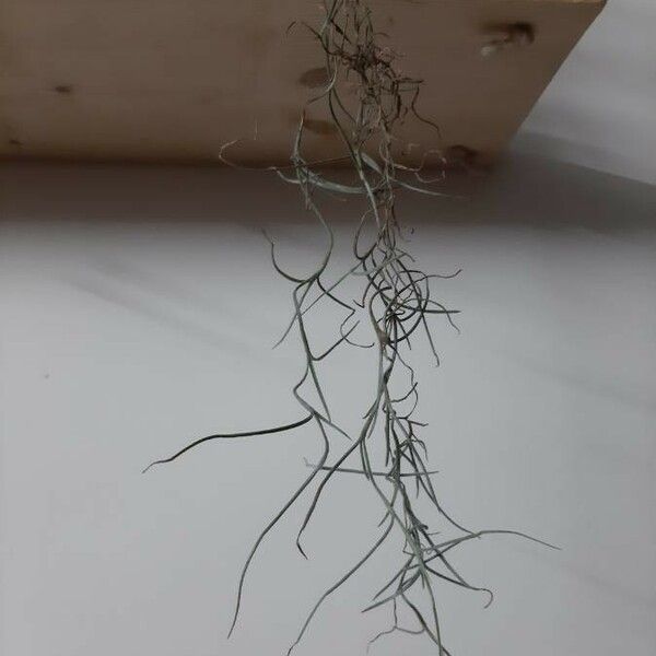 Tillandsia usneoides পাতা