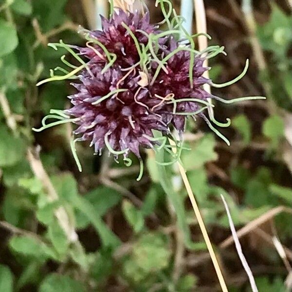 Allium vineale Frugt