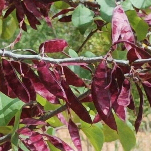 Cercis griffithii Ovoce