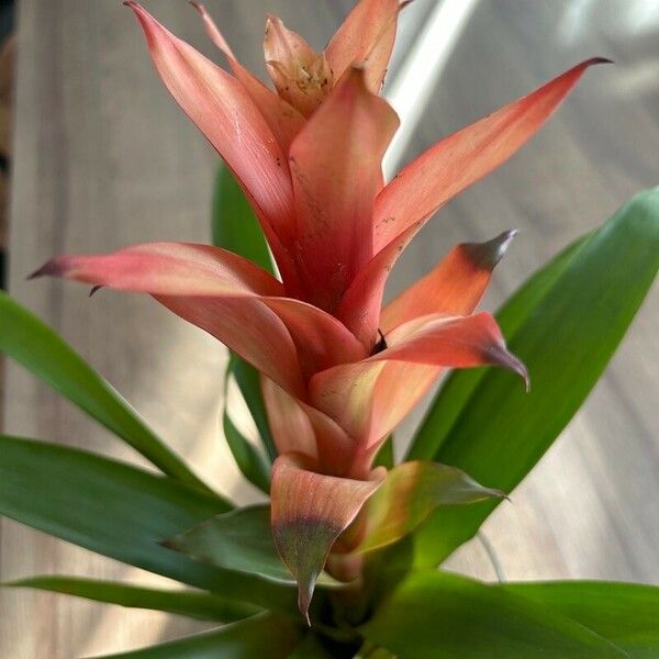 Guzmania monostachia Flower