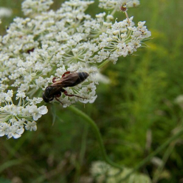 Daucus carota പുഷ്പം