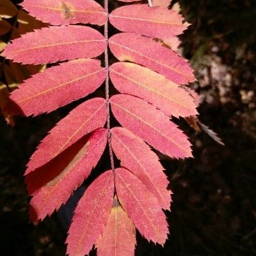 Sorbus aucuparia Blad