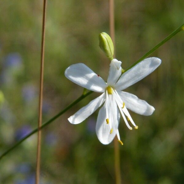 Anthericum liliago പുഷ്പം