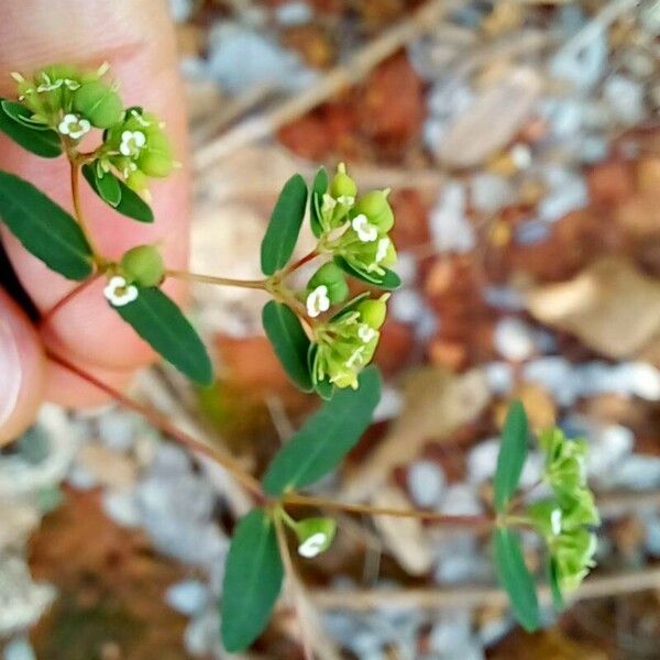 Euphorbia hyssopifolia Fruit