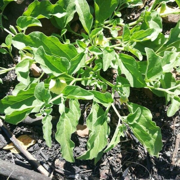 Physalis viscosa List