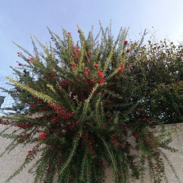 Grevillea rosmarinifolia 葉