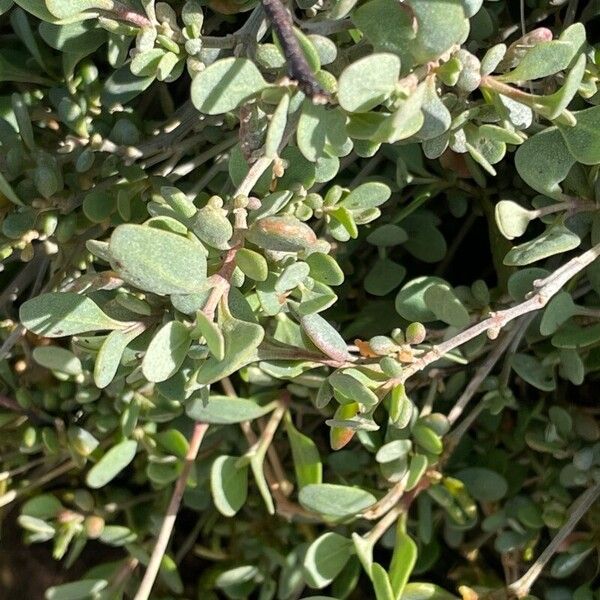 Atriplex portulacoides Leaf