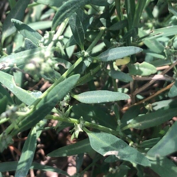 Atriplex patula Frunză