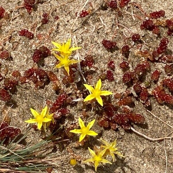 Sedum acre 花