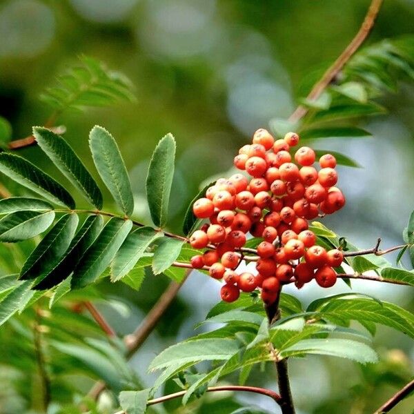 Sorbus aucuparia Frucht