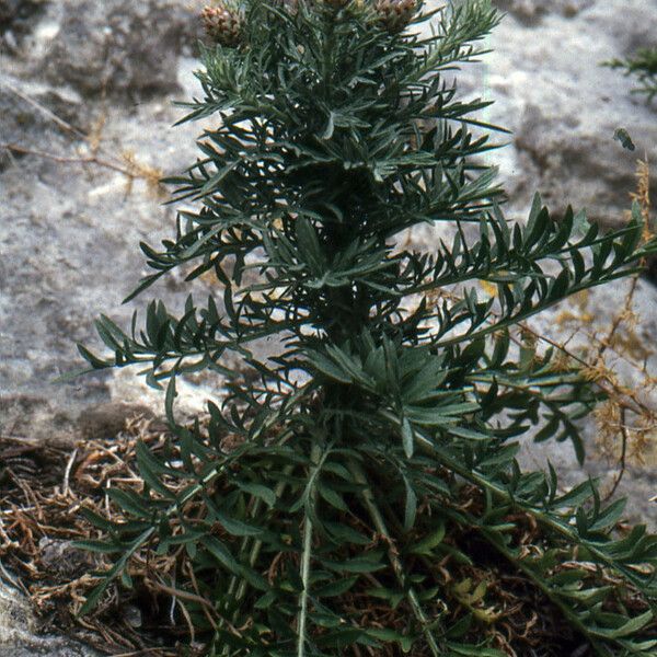 Centaurea corymbosa Hábito