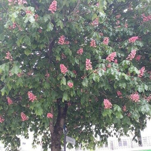 Aesculus × carnea Cvet