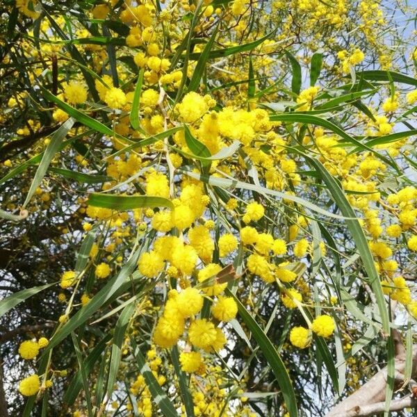 Acacia saligna Blomma