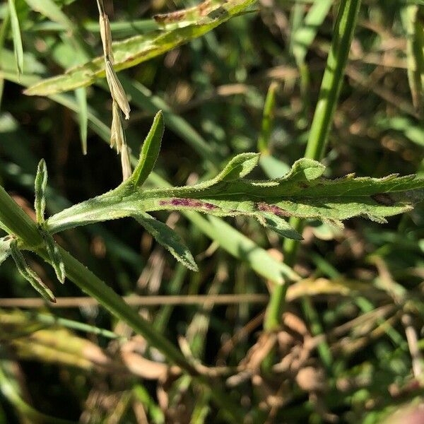 Verbena officinalis 叶