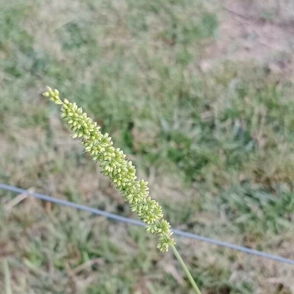 Setaria verticillata Λουλούδι