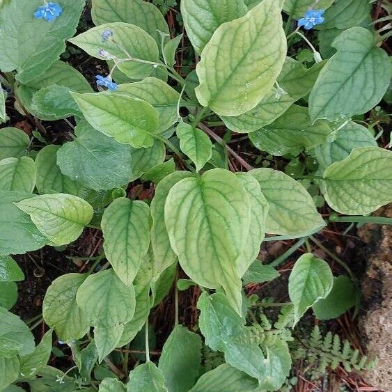 Omphalodes verna ഇല