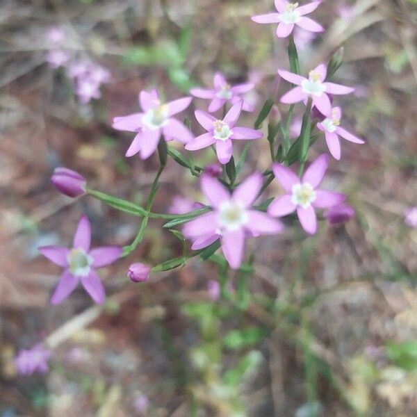 Centaurium tenuiflorum Kukka