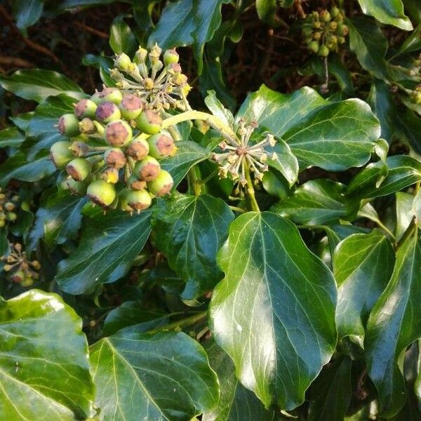 Hedera helix Плод