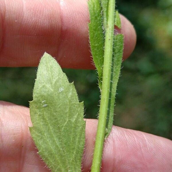 Erigeron strigosus Bark