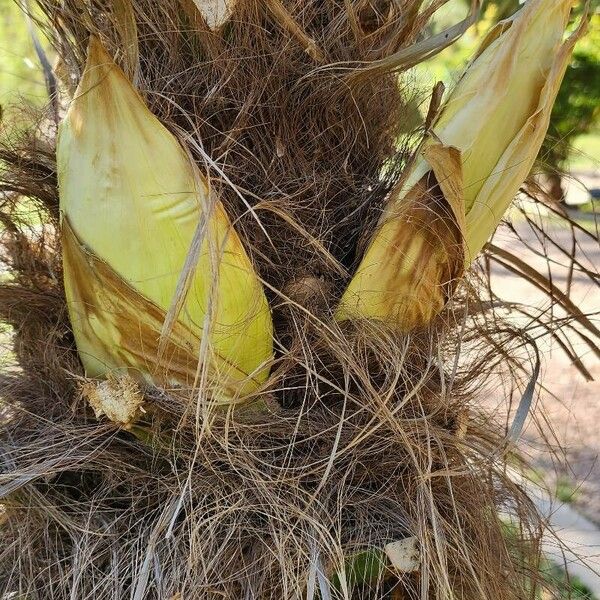 Trachycarpus fortunei ফুল