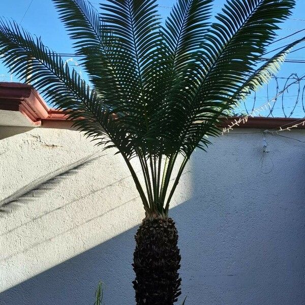 Cycas circinalis 葉