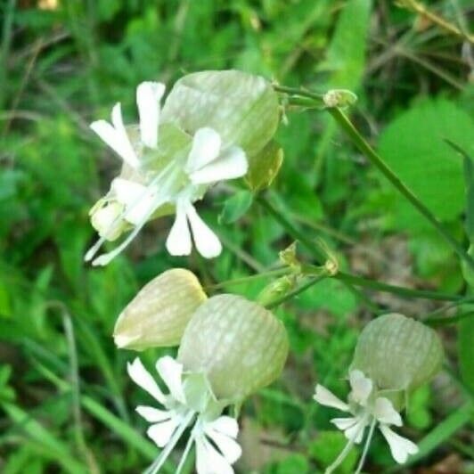 Silene vulgaris Žiedas