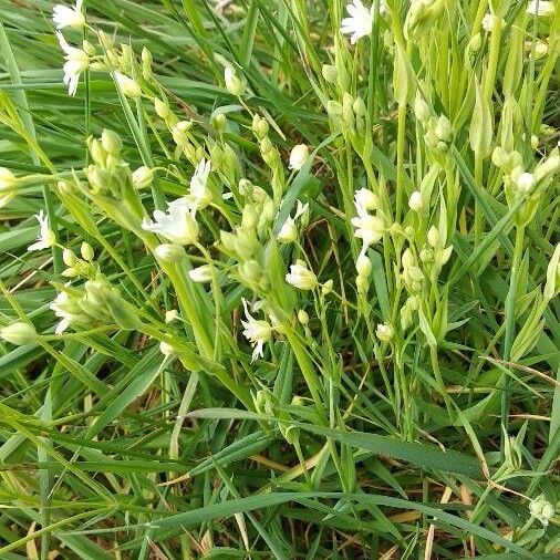 Rabelera holostea Plante entière