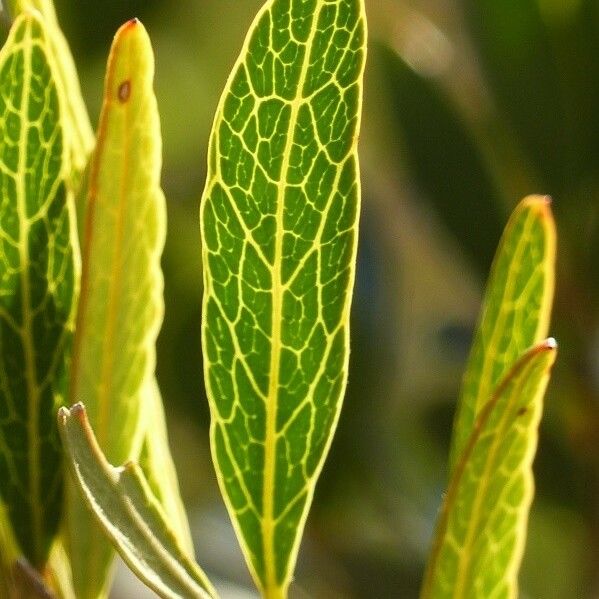 Planchonella crenata Leaf