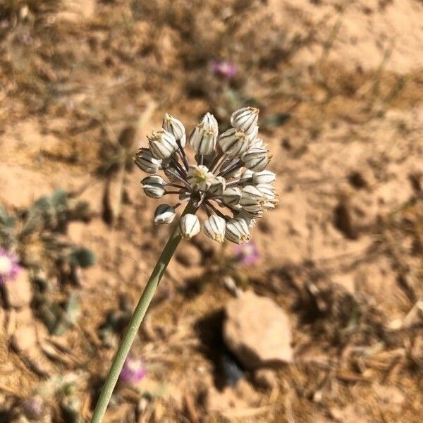 Allium paniculatum Кветка